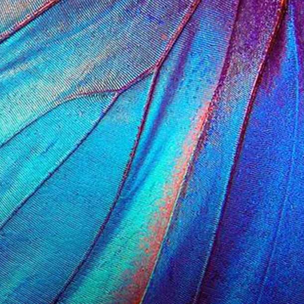 gros plan sur une aile de papillon bleu