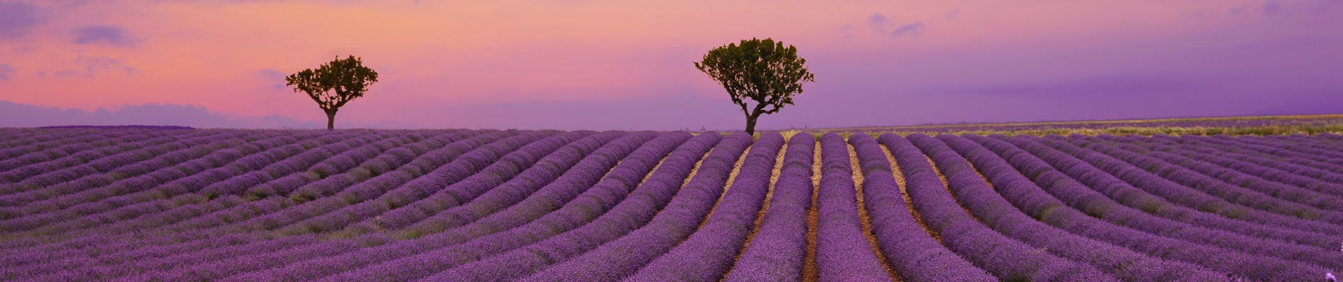 champs de lavande aux couleurs violettes