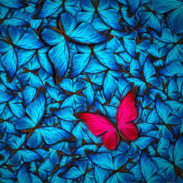 un papillon mauve au milieu d'autres papillons bleus