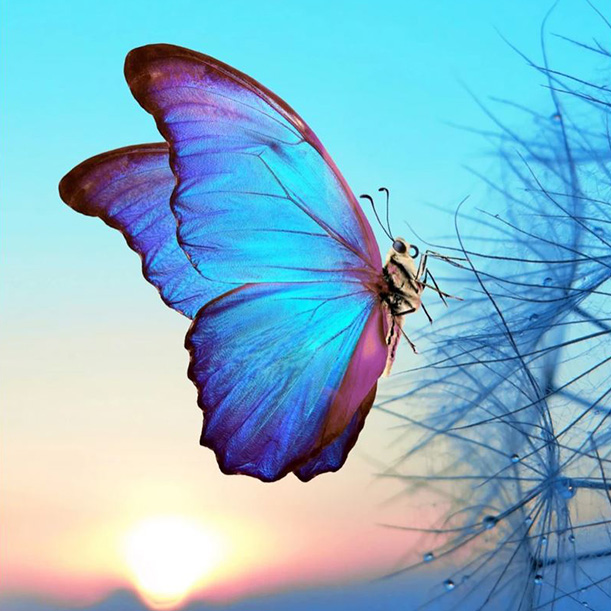 magnifique papillon bleu